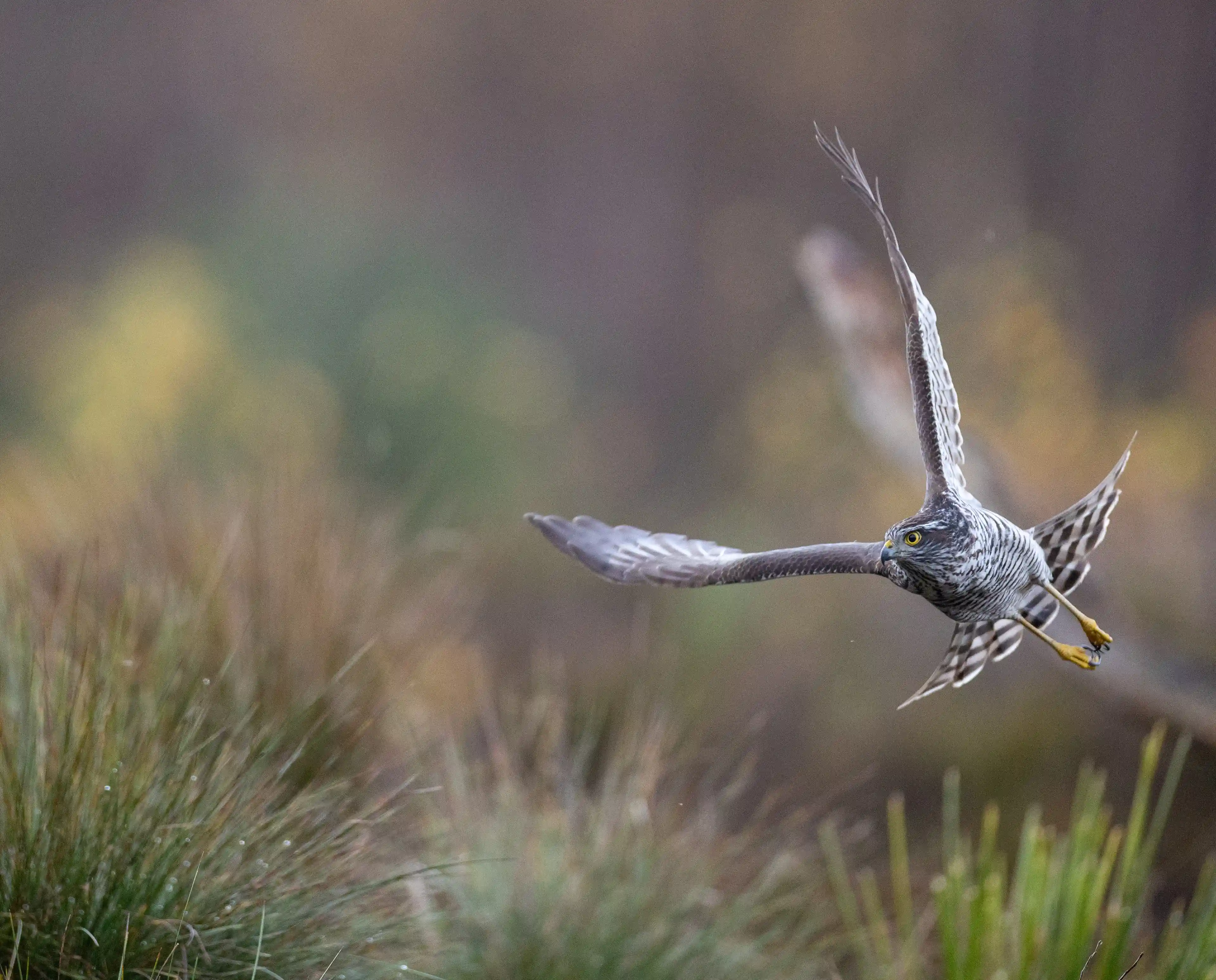Autumn Norway gallery image 15